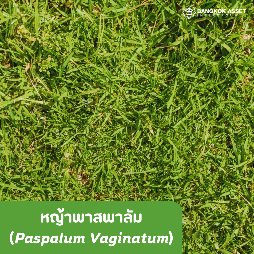 หญ้าไหนดี หญ้าไหนใช่สำหรับบ้านคุณ6.png
